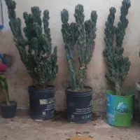 کاکتوس
