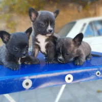 توله پامرین|سگ|تهران, شهرک آزمایش|دیوار