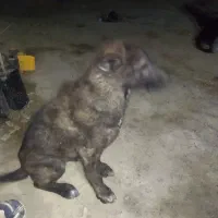 توله بدرد بخور و روزگاری