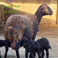 قوچ و بره قوچ همو