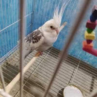 عروس هلندی دوکت نر