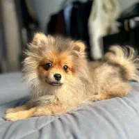 واگذاری پامر روباهی