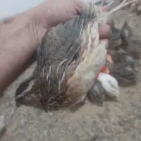 بلدرچین گوشتی وتخم بلدرچین