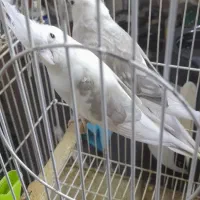 عروس هلندی فنچ نرگسی فنچ بنگالی|پرنده|تهران, شکوفه (عبدل آباد)|دیوار