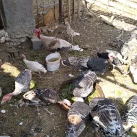 بوقلمون