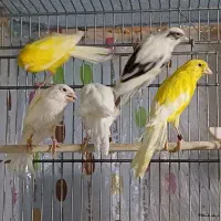 قناری رسمی ،بلند،سوپری|پرنده|ساوه, |دیوار