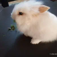 بچه خرگوش لوپ