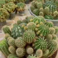 کاکتوس اچینوپسیس پر وزیبا