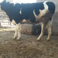 تلیسه چاق|حیوانات مزرعه|قزوین, |دیوار