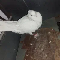 کبوتر نر طوقی|پرنده|شاهرود, |دیوار