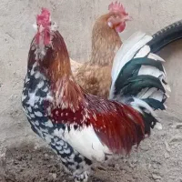 فروشفوریطبیعی