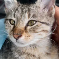 واگذاری بچه گربه ۳ماهه