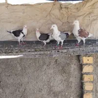 کبوتر پلاکی،طوقی ،بهبهانی