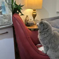 گربه اسکاتیش|گربه|مشهد, کارگران|دیوار