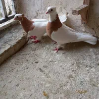 طوقی زات قدیم خال سیاه