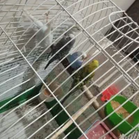مرغ عشق
