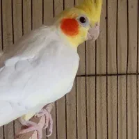 طوطی عروس هلندی جوجه وبالغ