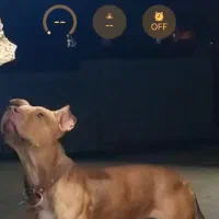 واگذاری سک پیت بول نر