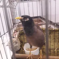 مرغ مینا نر بالغ سخنگو