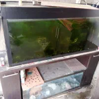 اکواریم با کلی ماهی گوپی