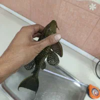 لجن خوار بزرگ معاوضه و فروش