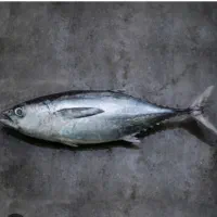 فروش ماهی تن جنوب تناژ