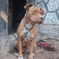 سگ پیتبول وارداتی