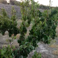 باغ  ابرجس زیر قیمت