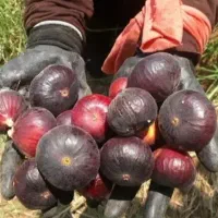 انجیرخشک درجه یک امثال