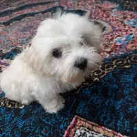 سگ شیتزو تریر|سگ|ارومیه, |دیوار