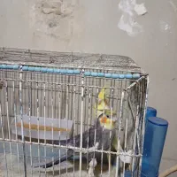 عروس هلندی نر ماده|پرنده|قم, یزدانشهر|دیوار