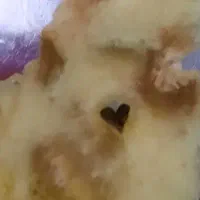 راهنمایی شغلی