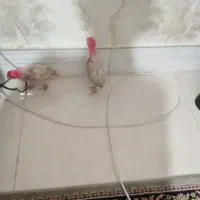 جوجه