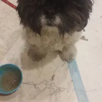 سگ شیتزو|سگ|چهارباغ, |دیوار