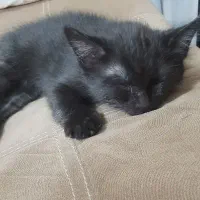 گربه نر ۲ماهه