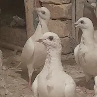 سفید سینه فر|پرنده|کشکوئیه, |دیوار