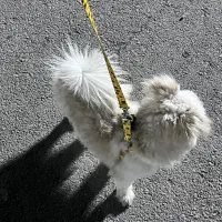 سگ پامرین اشپیتز