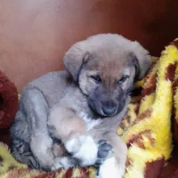 واگذاری توله سگ|سگ|بروجرد, |دیوار