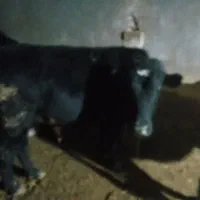 دوتا گوساله نر ویک ماده