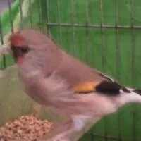 یه عدد سهره نر مست جوجه دست خودم حلقه به پا تضمینی