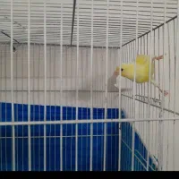 سهره قناری طوطی گرینچیک مینا راهب عروس