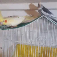 جوجه عروس وبالغ