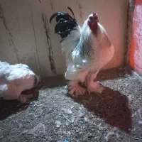 خروس نژاد برهما