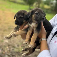 توله های بومی میکس