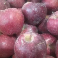 پیاز طوری|خوردنی و آشامیدنی|قم, کلهری|دیوار