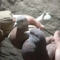 کفتر خوب|پرنده|یزد, |دیوار