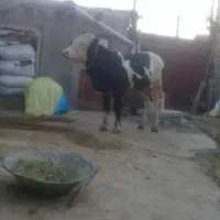 گاو گوساله نر تخمی سیمنتال مخصوص دمازدخ
