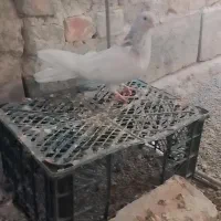 کبوتر|پرنده|نیمروز, |دیوار