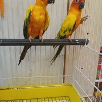 جفت مولد خورشیدی