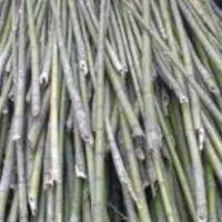 فروش و خرید نی خیزران